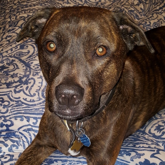 Meet your Posher, P.D. - Picture 3 of 5